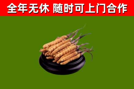 富源烟酒回收冬虫夏草.jpg